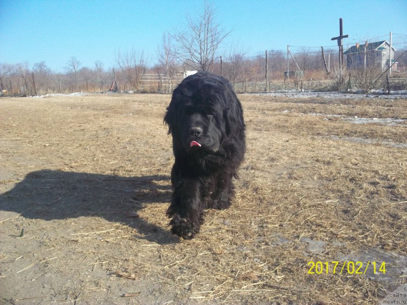 Фото: ньюфаундленд Super Premium Nemessis (Супер Премиум Немессис)