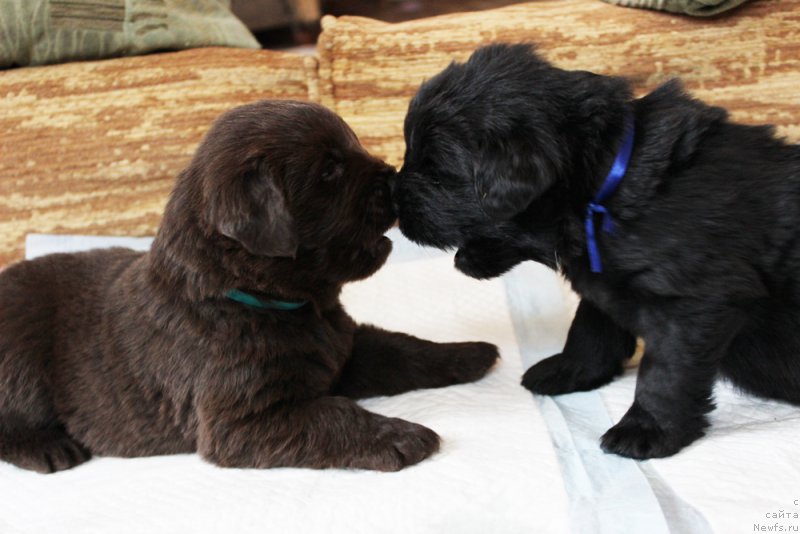 Фото: ньюфаундленд Brownblood MSK Lyon Labi-Roni (Браунблад  МСК Лион Лаби-Рони), ньюфаундленд Brownblood MSK Lambert Amir (Браунблад МСК Ламберт Амир)