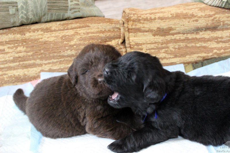 Фото: ньюфаундленд Brownblood MSK Lyon Labi-Roni (Браунблад  МСК Лион Лаби-Рони), ньюфаундленд Brownblood MSK Lambert Amir (Браунблад МСК Ламберт Амир)