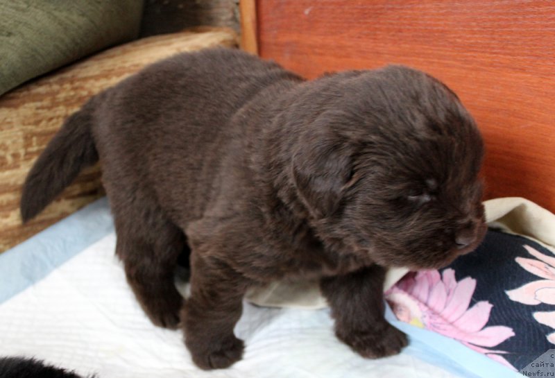 Фото: ньюфаундленд Brownblood MSK Leya Aiman (Браунблад МСК Лея Айман)