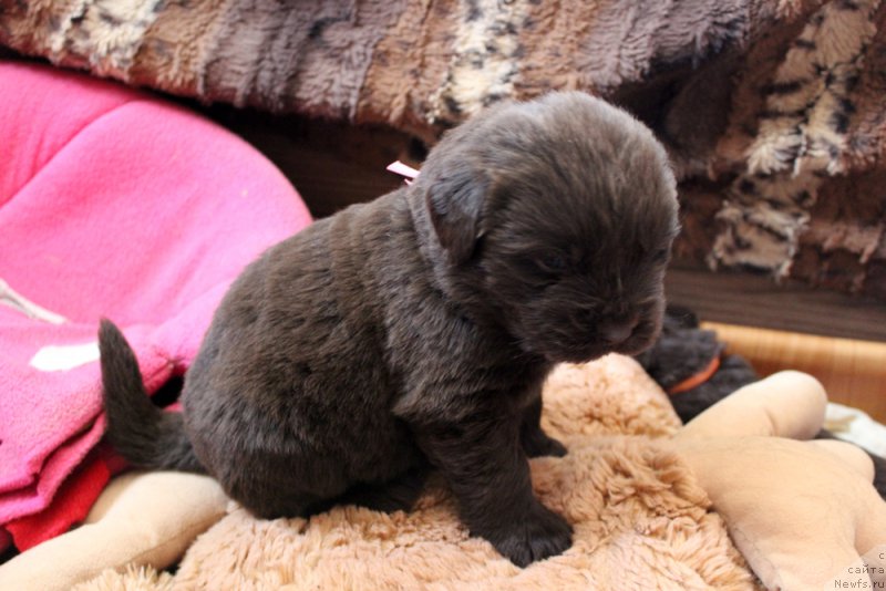 Фото: ньюфаундленд Brownblood MSK Leya Aiman (Браунблад МСК Лея Айман)