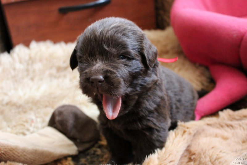 Фото: ньюфаундленд Brownblood MSK Livona Liba (Браунблад МСК Ливона Либа)