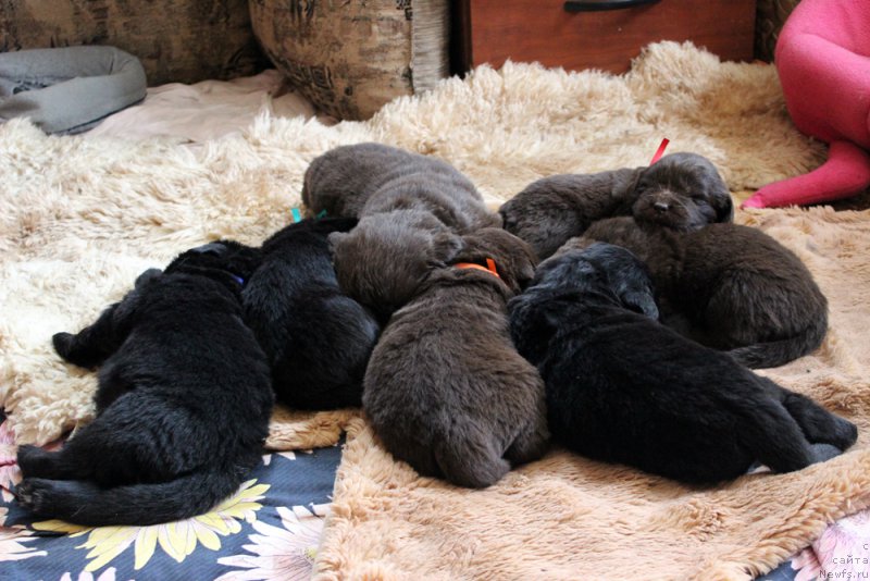 Фото: ньюфаундленд Brownblood MSK Lavy Neman (Браунблад MCК Лави Нэман), ньюфаундленд Brownblood MSK Lagendary North (Браунблад MCК Лэджендари Норс), ньюфаундленд Brownblood MSK Lambert Amir (Браунблад МСК Ламберт Амир), ньюфаундленд Brownblood MSK Lyon Labi-Roni (Браунблад  МСК Лион Лаби-Рони), ньюфаундленд Brownblood MSK Larchie Ardon (Браунблад МСК Ларчи Ардон), ньюфаундленд Brownblood MSK Leya Aiman (Браунблад МСК Лея Айман), ньюфаундленд Brownblood MSK Livona Liba (Браунблад МСК Ливона Либа)