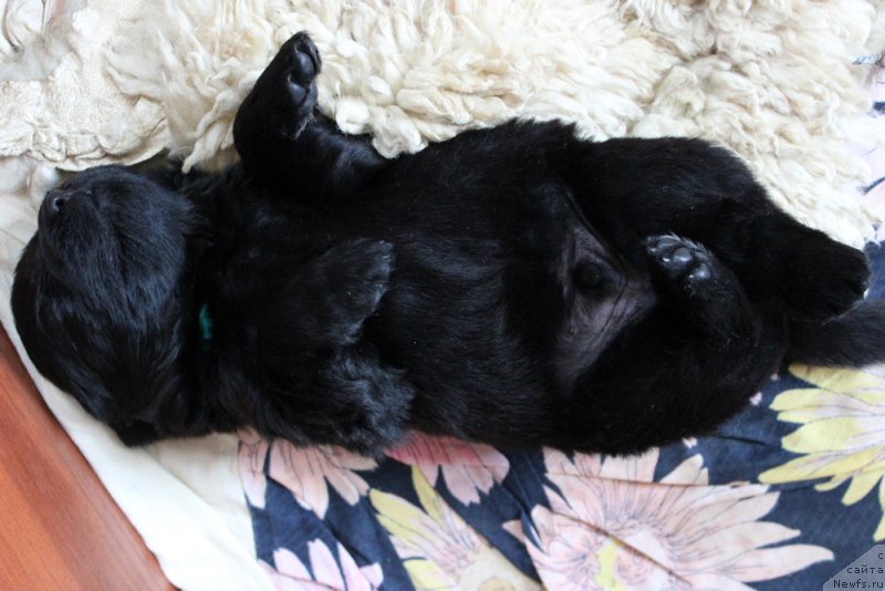 Фото: ньюфаундленд Brownblood MSK Lagendary North (Браунблад MCК Лэджендари Норс)