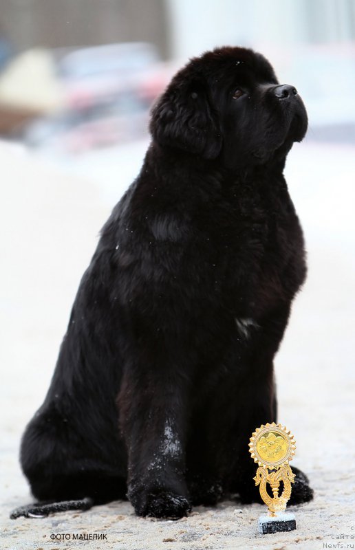 Фото: ньюфаундленд Numas Gift in May for Toptyzhka