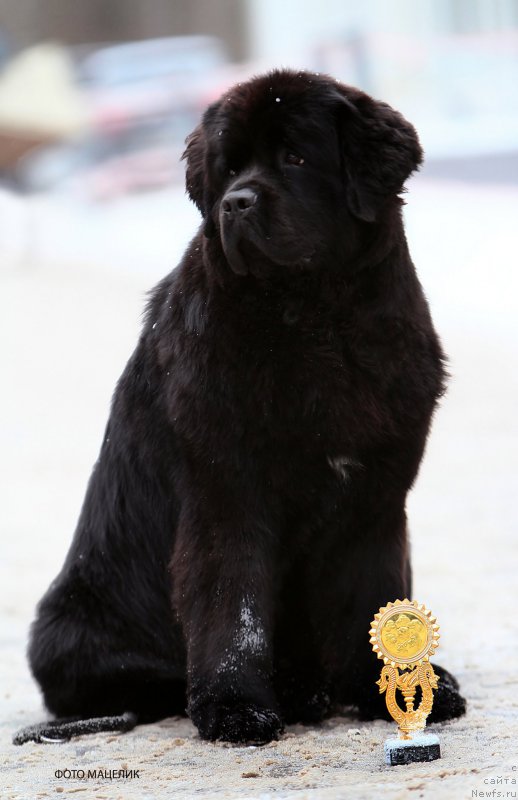 Фото: ньюфаундленд Numas Gift in May for Toptyzhka