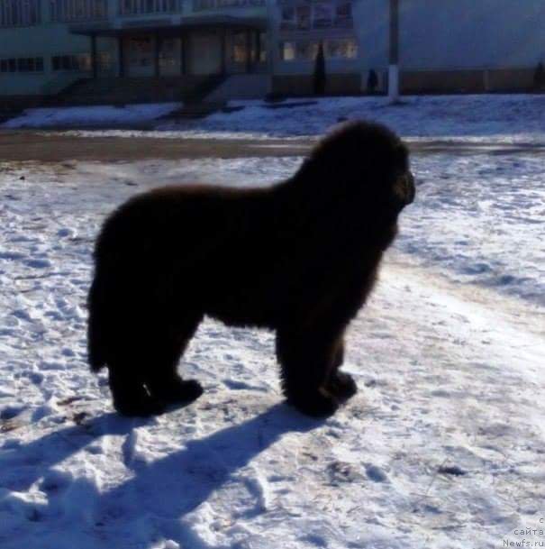 Фото: ньюфаундленд Shyopot Kauri Dauria (Шепот Каури Даурия)