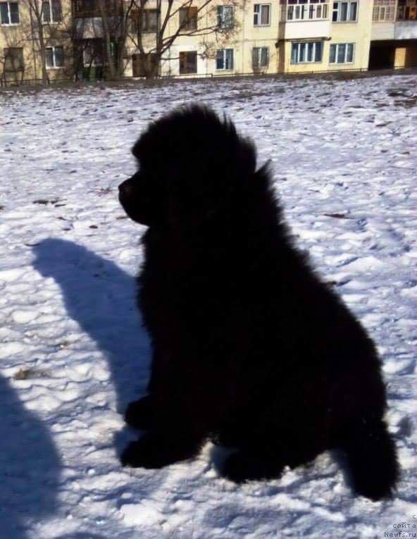 Фото: ньюфаундленд Shyopot Kauri Dauria (Шепот Каури Даурия)