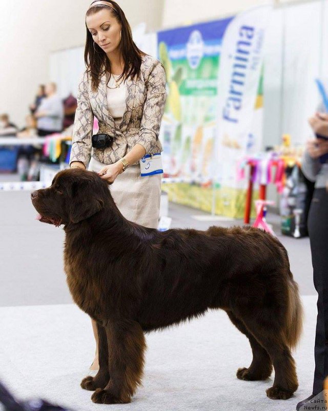 Фото: ньюфаундленд Cherniy Balu Zlatogor (Черный Балу Златогор)