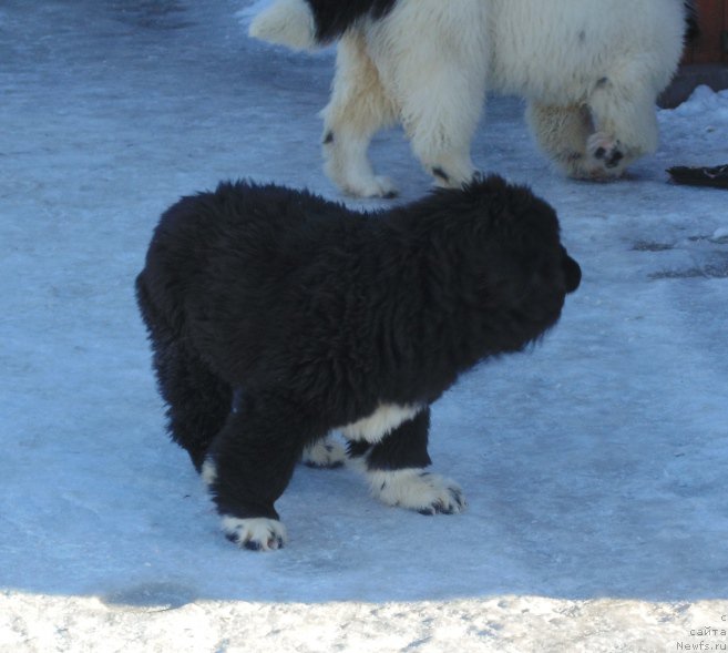Фото: ньюфаундленд Super Bizon Tadj-Mahal (Супер Бизон Тадж-Махал)