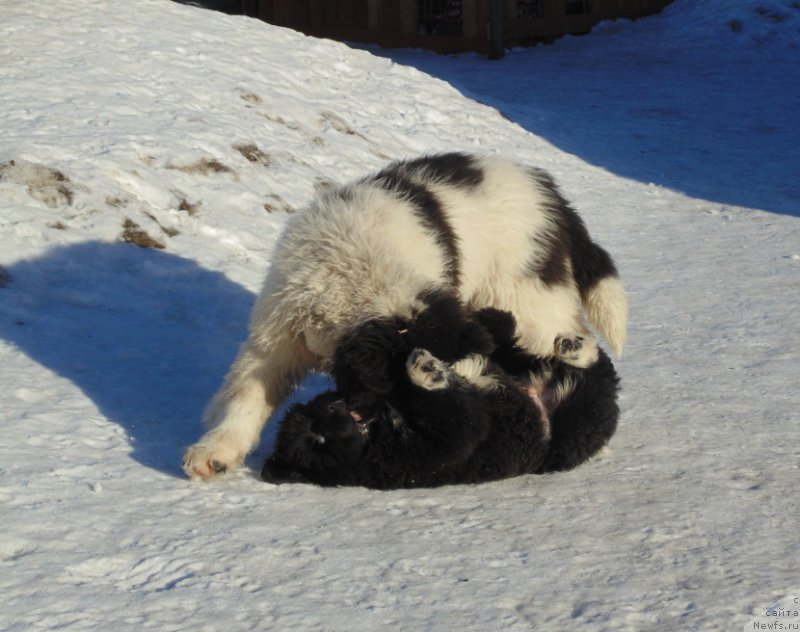 Фотография № 220945