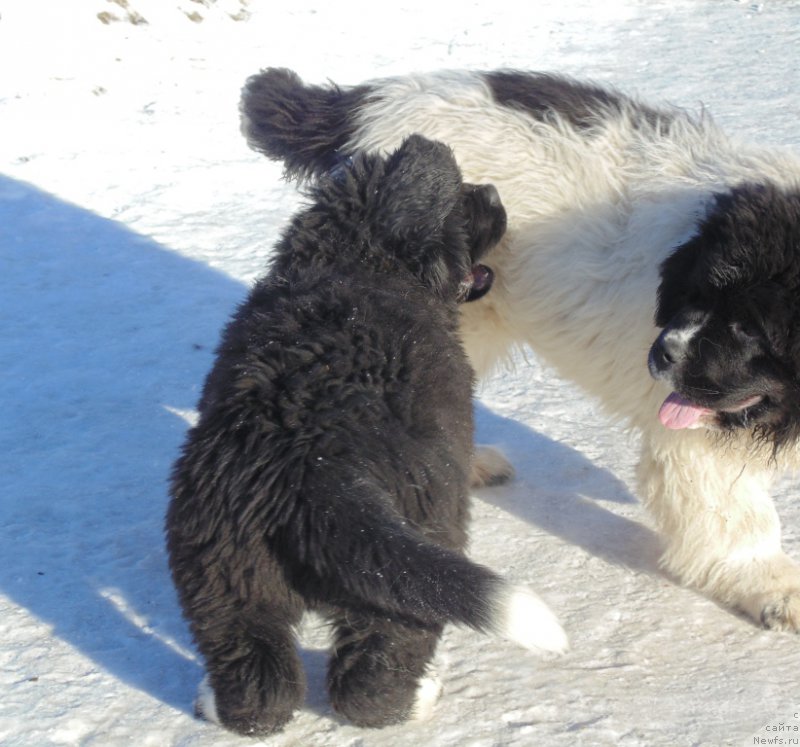 Фотография № 220946