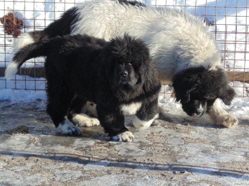 Фото: ньюфаундленд Varvara Krasa ot Karel'skih Medvedey (Варвара Краса от Карельских Медведей), ньюфаундленд Super Bizon Tadj-Mahal (Супер Бизон Тадж-Махал)