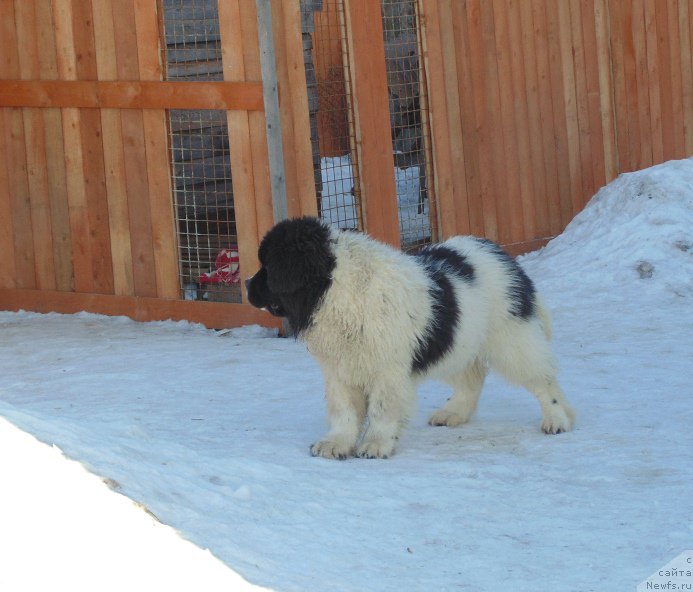 Фотография № 220954