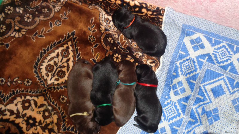 Фото: ньюфаундленд Azaliya Ditya T'myi (Азалия Дитя Тьмы), ньюфаундленд Anariyel' Luchik Udachi (Анариэль Лучик Удачи), ньюфаундленд Anfisa Zvezda Parmyi (Анфиса Звезда Пармы), ньюфаундленд A I Super Premium (А Я Супер Премиум), ньюфаундленд Apofeoz Bogov Zevs (Апофеоз Богов Зевс)