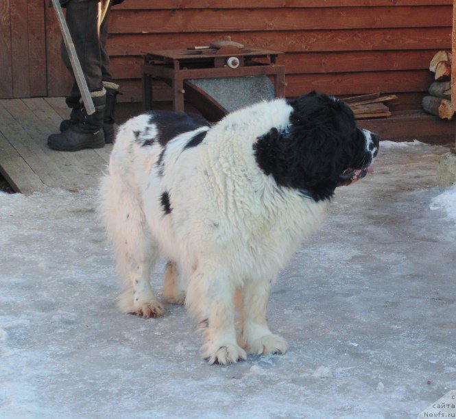 Фото: ньюфаундленд Mag Ispolin Morskaya Jemchujina (Маг Исполин Морская Жемчужина)