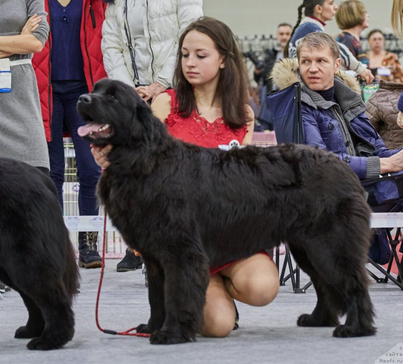 Фото: ньюфаундленд Perseja is Antagrada (Персея из Антаграда)
