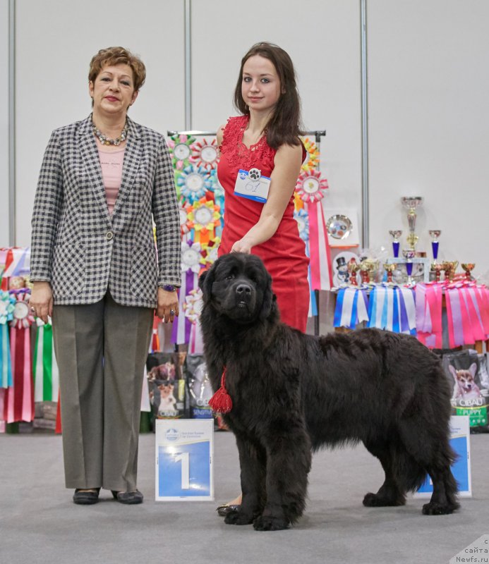 Фото: ньюфаундленд Perseja is Antagrada (Персея из Антаграда)