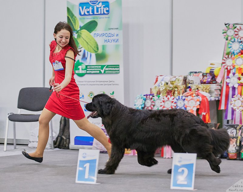 Фото: ньюфаундленд Perseja is Antagrada (Персея из Антаграда)