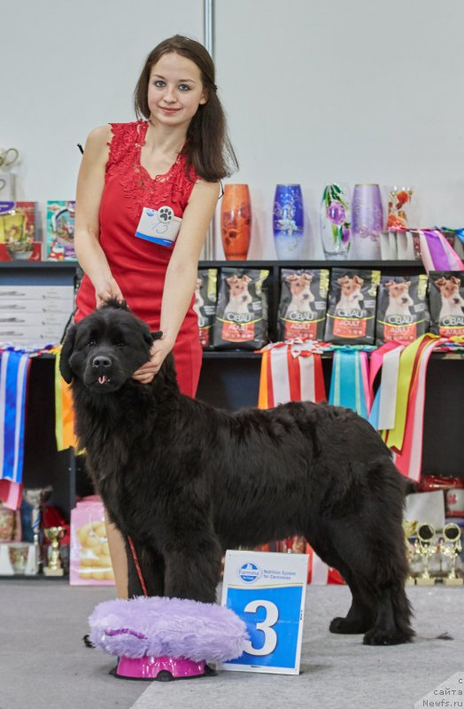 Фото: ньюфаундленд Perseja is Antagrada (Персея из Антаграда)