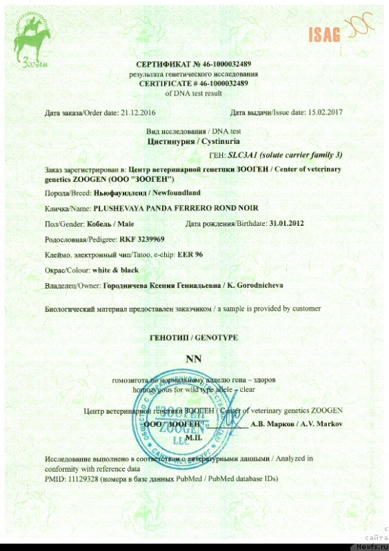 Фото: ньюфаундленд Plushevaya Panda Ferrero Rond Noir (Плюшевая Панда Ферреро Ронд Нуар)