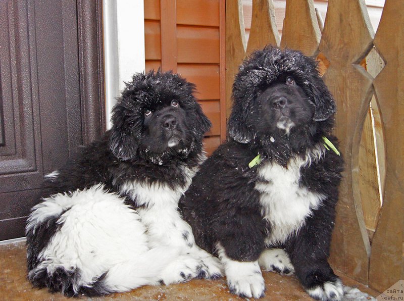 Фотография № 220970