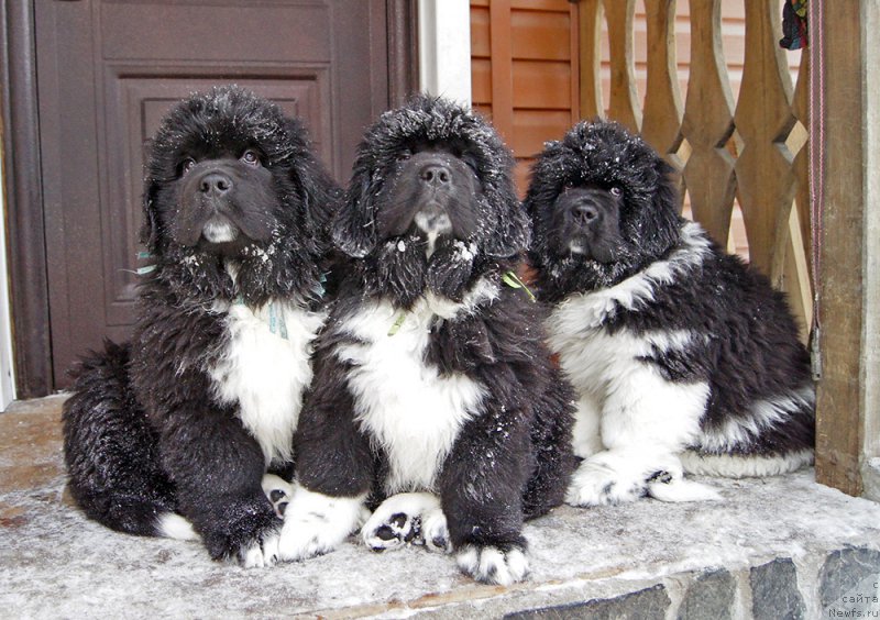 Фотография № 220973