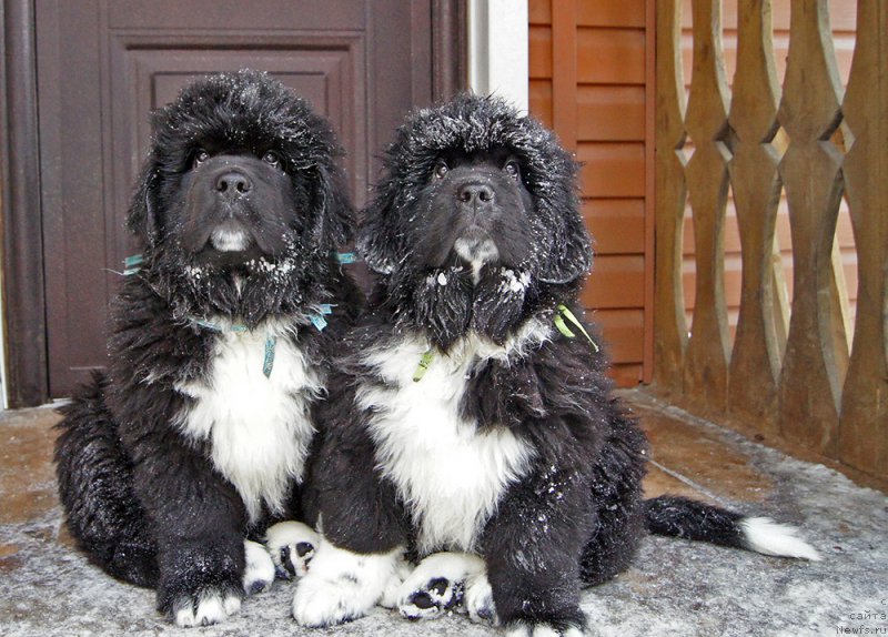 Фотография № 220974