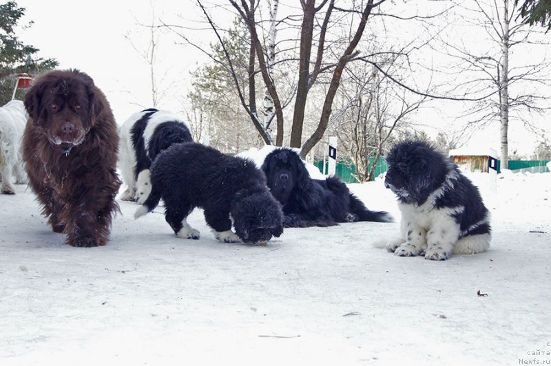 Фото: ньюфаундленд Akvatoriya Kelvin Spirit ze Nekst (Акватория Келвин Спирит зе Некст), ньюфаундленд Super Bizon Indiya (Супер Бизон Индия), ньюфаундленд Super Bizon Mursielaga (Супер Бизон Мурсиелага), ньюфаундленд Super Bizon Taissa (Супер Бизон Таисса), ньюфаундленд Super Bizon Tagor (Супер Бизон Тагор)