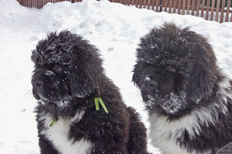 Фото: ньюфаундленд Super Bizon Taissa (Супер Бизон Таисса), ньюфаундленд Super Bizon Tagor (Супер Бизон Тагор)