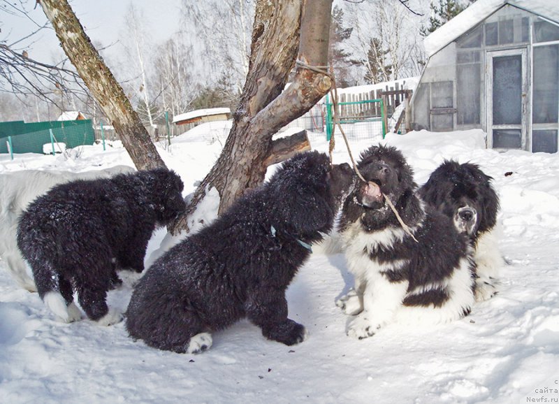 Фотография № 220977