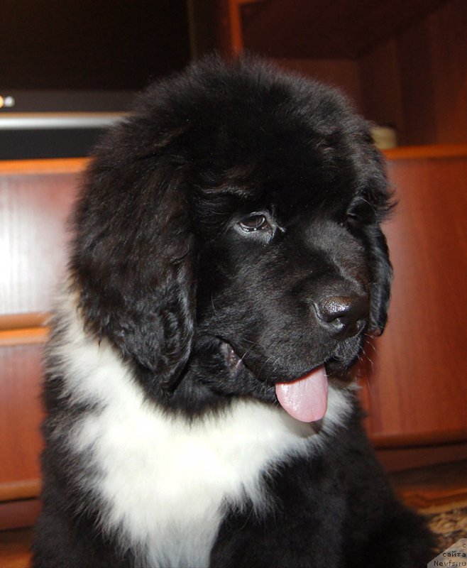 Фотография № 220979