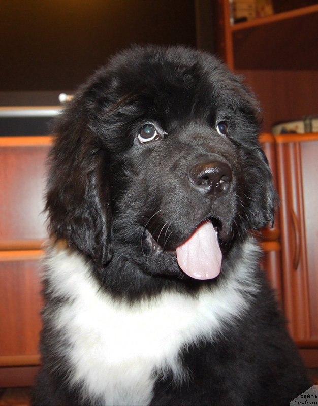 Фотография № 220980