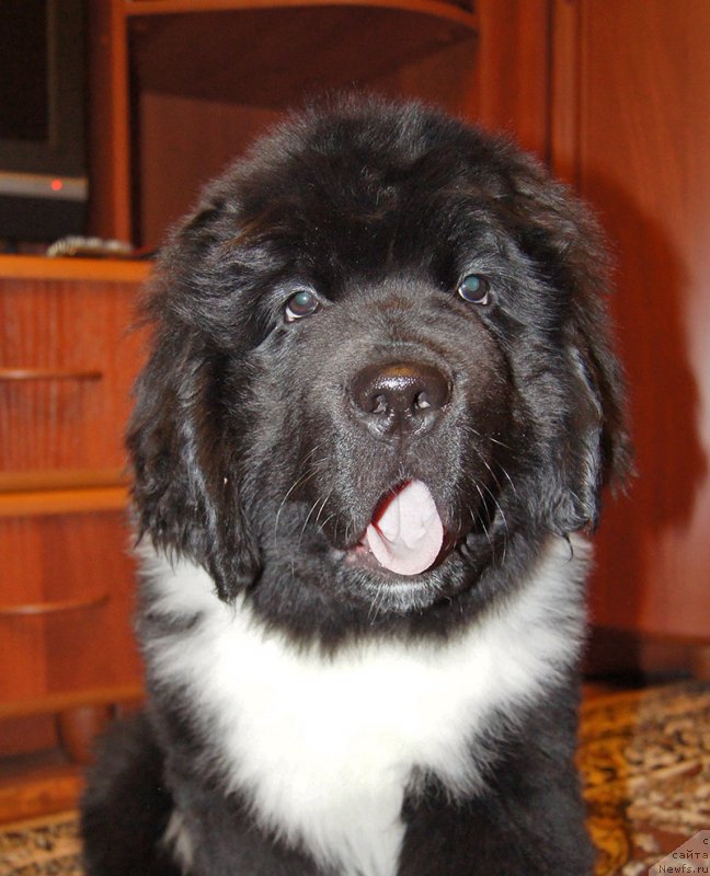 Фотография № 220981