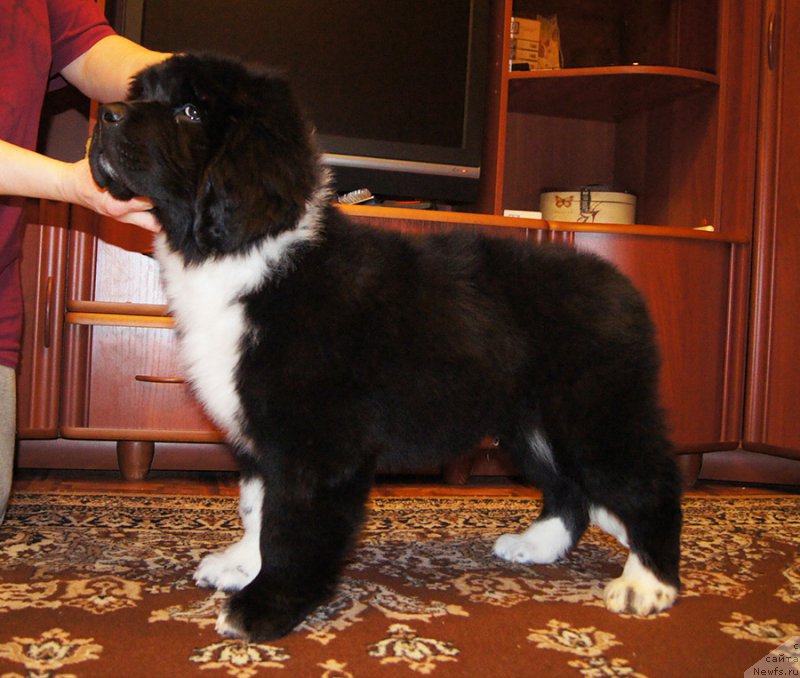 Фотография № 220982