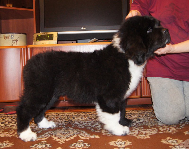 Фотография № 220983