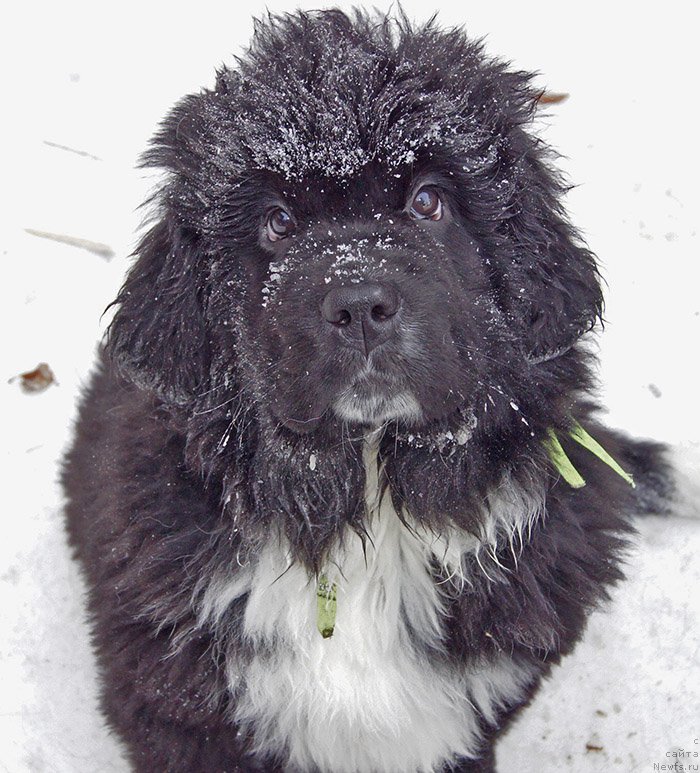 Фото: ньюфаундленд Super Bizon Taissa (Супер Бизон Таисса)