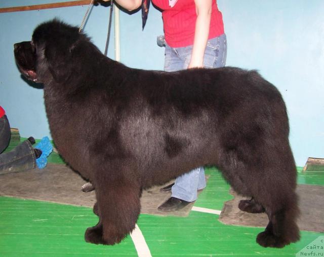 Фото: ньюфаундленд Vizard of Norden Sea (Визард оф Норден Си), Tat'yana Abutova (Татьяна Абутова)