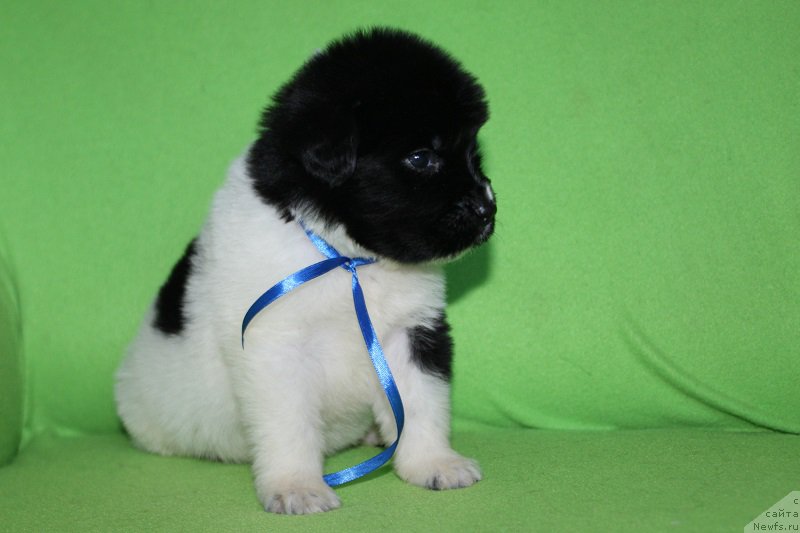 Фотография № 220993