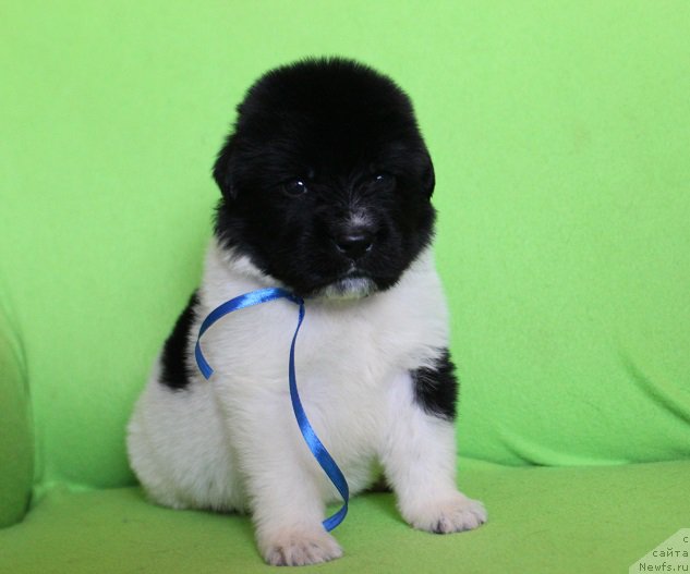 Фотография № 220995