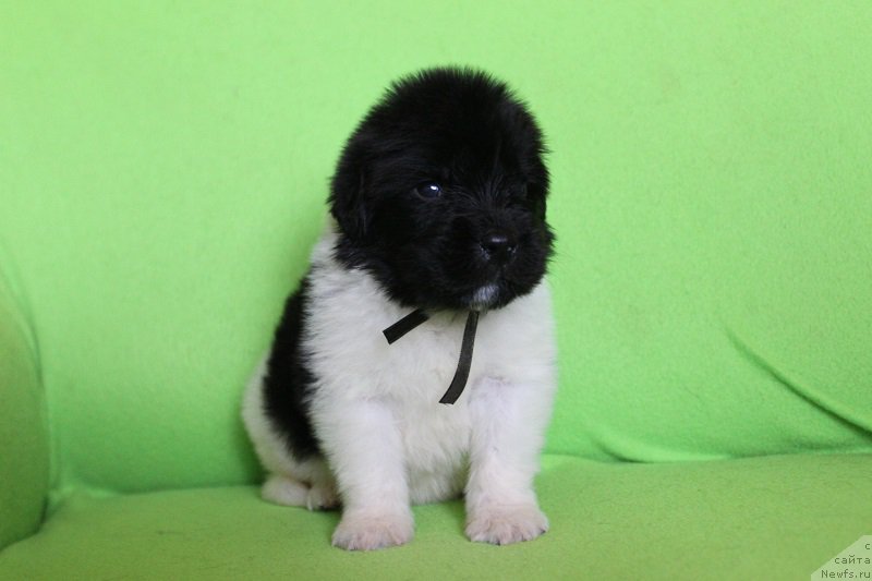 Фотография № 220997