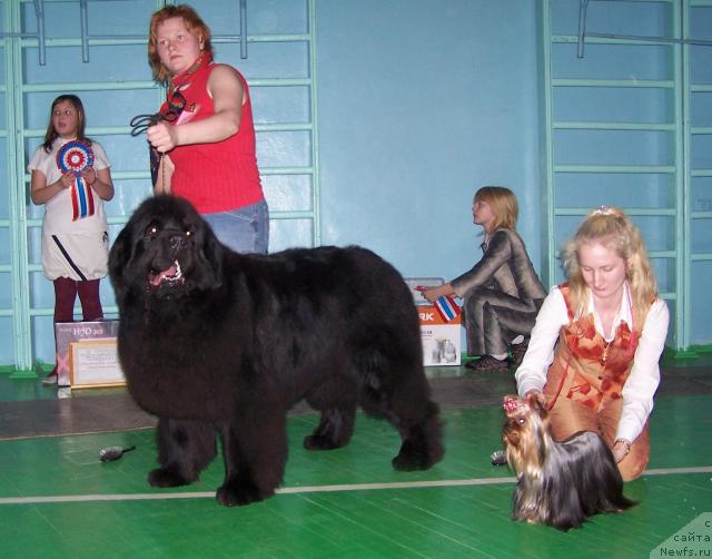 Фото: ньюфаундленд Vizard of Norden Sea (Визард оф Норден Си), Tat'yana Abutova (Татьяна Абутова)