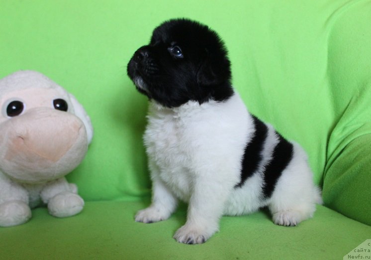 Фотография № 221000