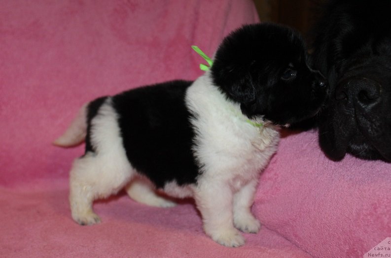 Фото: ньюфаундленд Terra Viktoriya Zemfira (Терра Виктория Земфира)