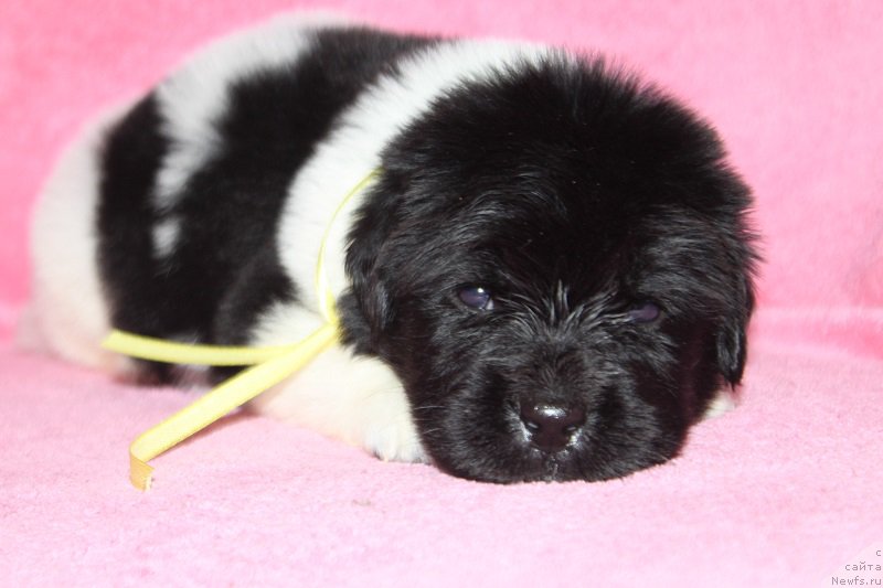 Фотография № 221008