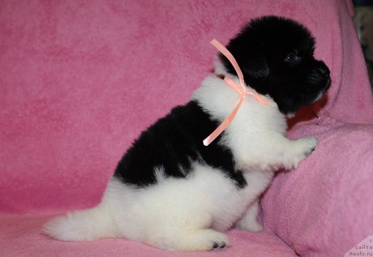 Фотография № 221009