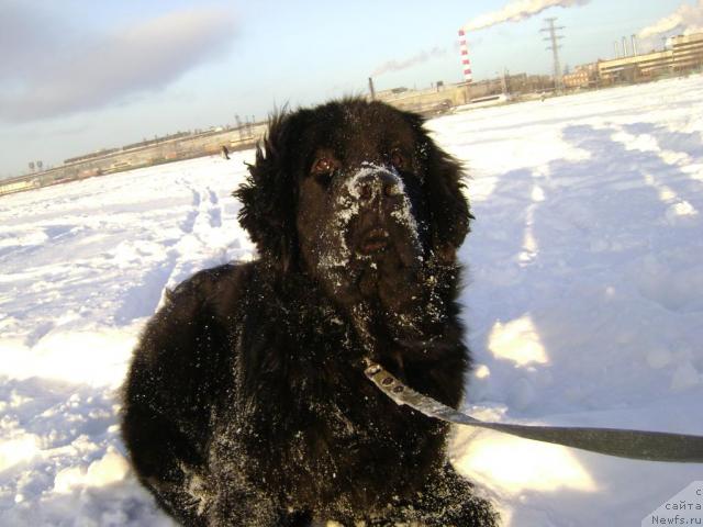 Фото: ньюфаундленд Amazonka YEmi CHardishik (Амазонка Эми Чардишик)