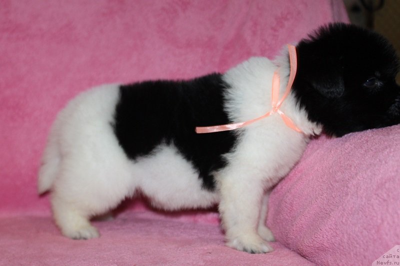 Фото: ньюфаундленд Terra Viktoriya Zametti Rouz (Терра Виктория Заметти Роуз)