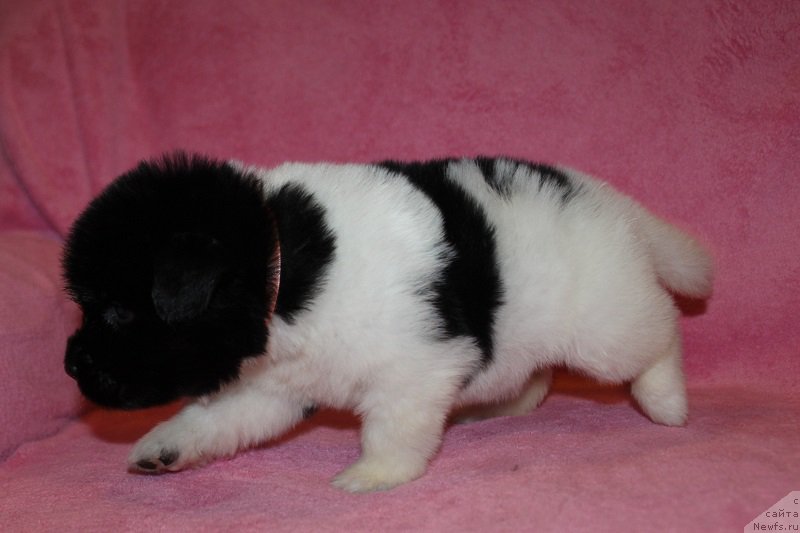 Фото: ньюфаундленд Terra Viktoriya Zametti Rouz (Терра Виктория Заметти Роуз)