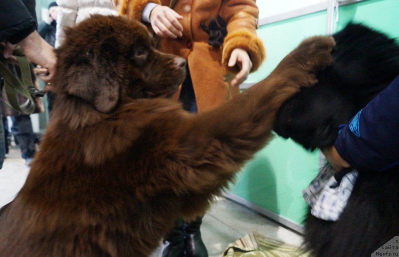 Фотография № 221016